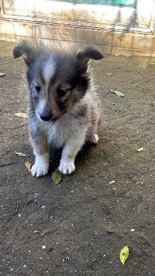 Les chiots de Shetland Sheepdog