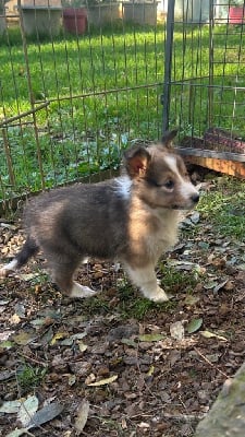 Les chiots de Shetland Sheepdog