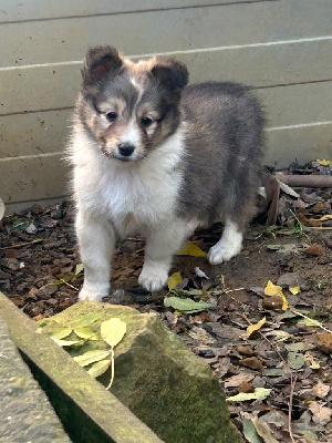 Les chiots de Shetland Sheepdog