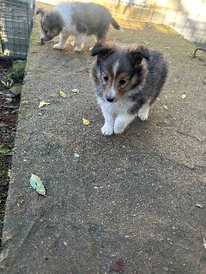 Les chiots de Shetland Sheepdog