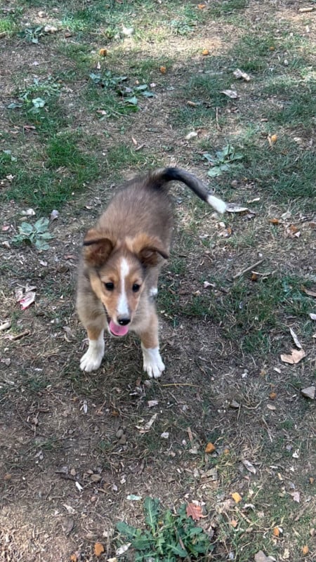 Shetland Sheepdog - du Domaine Du Chigny