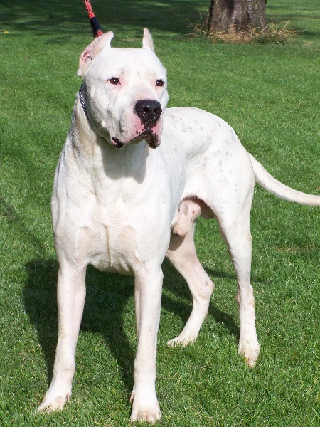 Urko Los guardianes de la hacienda