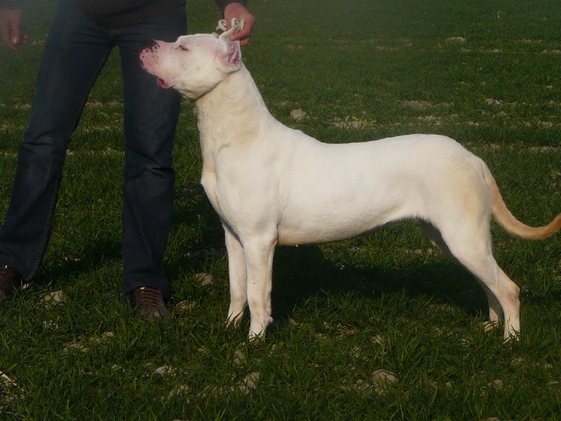 Cheyenne del dogo and the bull