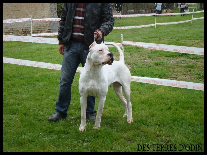 CH. Mulla verdes pampas - 1 er exellent et meilleur de race