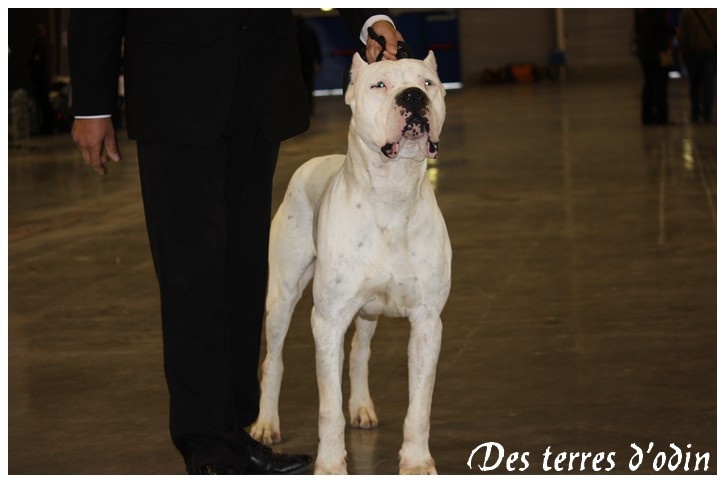CH. Mulla verdes pampas - 1 er exellent cac/champion de france