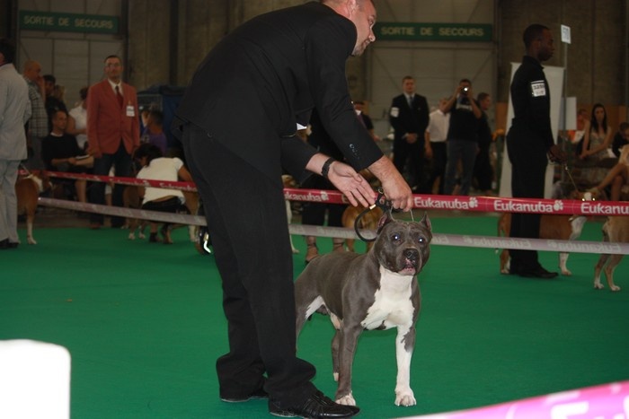 Diamante-en-bruto De golden mask - exellent non classé