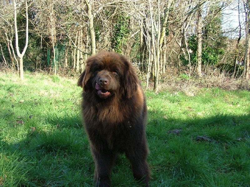 Belle islle du Haras de la Vergne