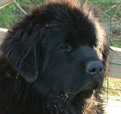 Bellone du val des mésanges noires
