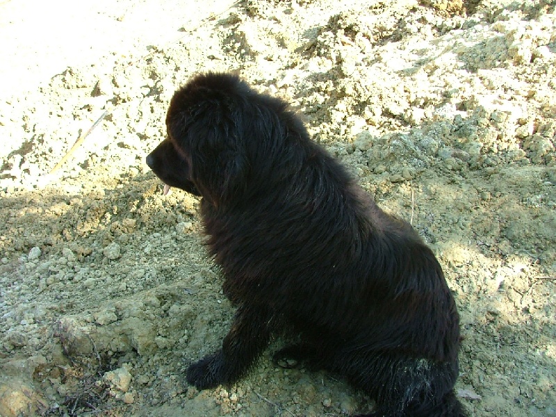 Bellone du val des mésanges noires