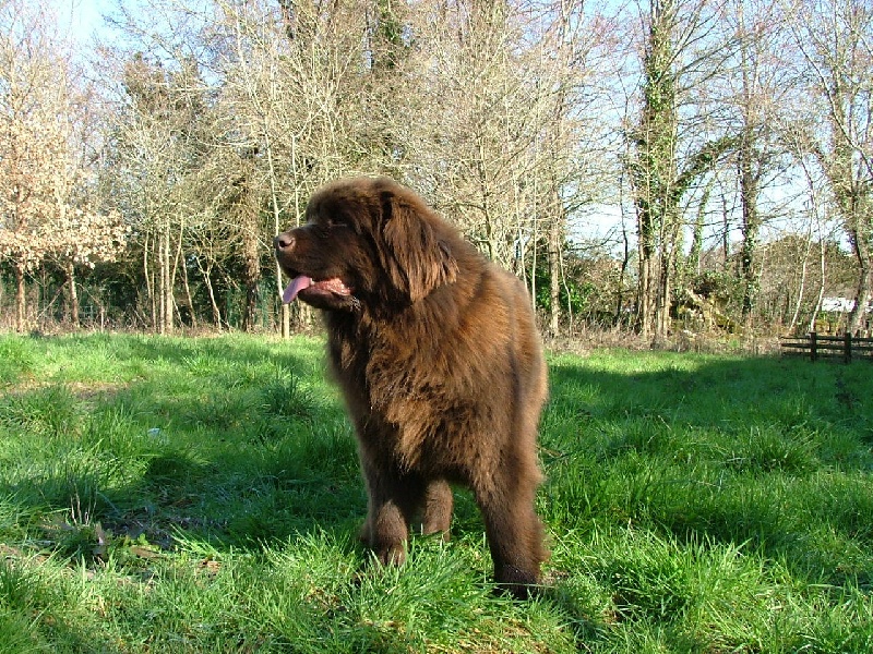 Belle islle du Haras de la Vergne