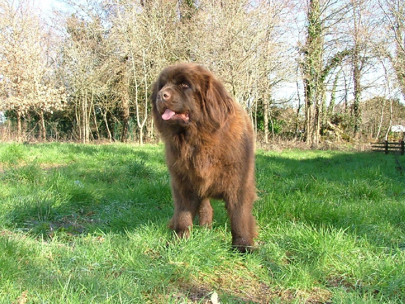 Belle islle du Haras de la Vergne