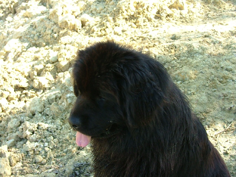 Bellone du val des mésanges noires