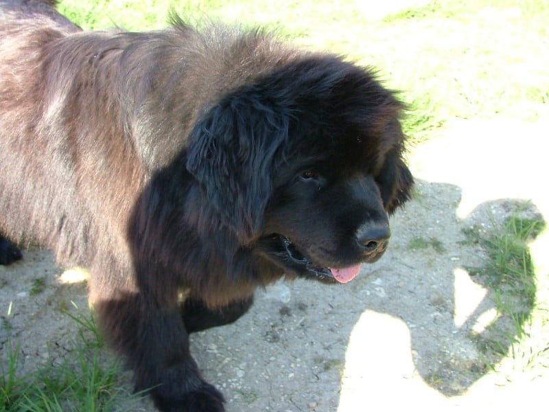 Bellone du val des mésanges noires