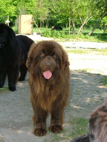 Belle islle du Haras de la Vergne