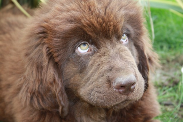 Photo La Croisee De Sources Elevage De Chiot Terre Neuve Noir Et Chiot Terre Neuve Marron