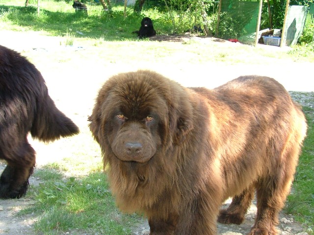 Belle islle du Haras de la Vergne