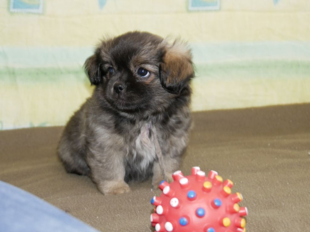 Chiot La Croisee Des Sources Elevage Familiale De Chiot Epagneul Tibetain Ou Chiot Epagneul Du Tibet