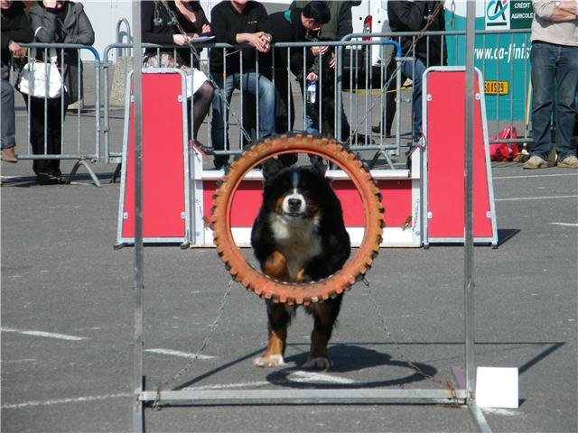 Publication : Faerwin's Tale Auteur : judichaël dufour