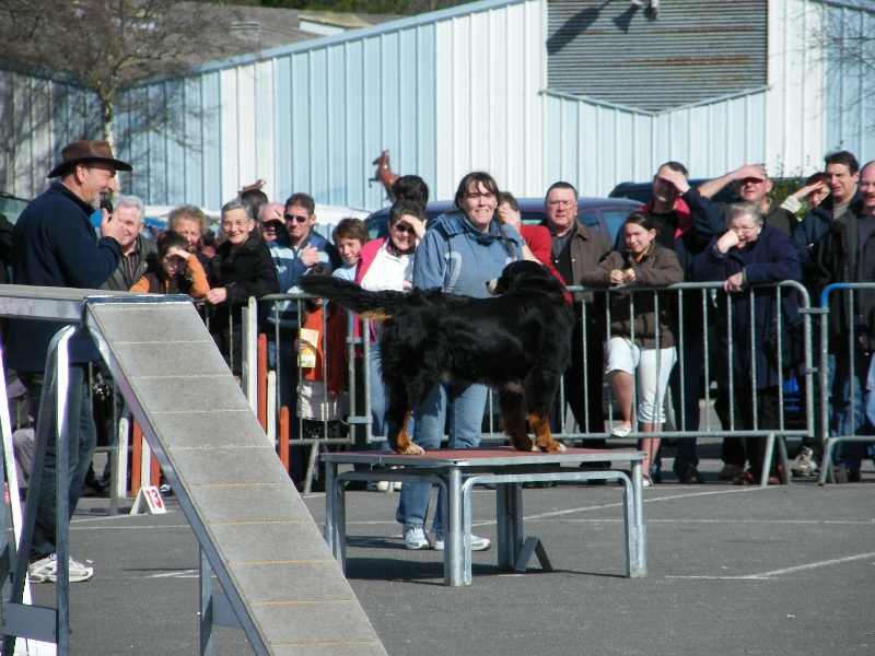 Publication : Faerwin's Tale Auteur : judichaël dufour