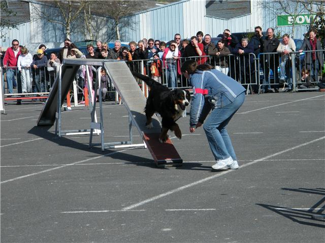 Publication : Faerwin's Tale Auteur : judichaël dufour