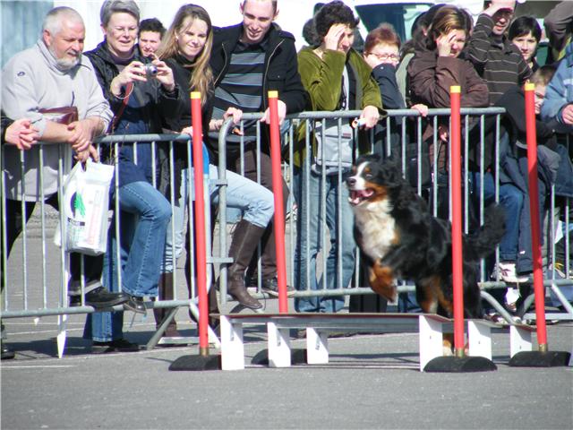 Publication : Faerwin's Tale Auteur : judichaël dufour