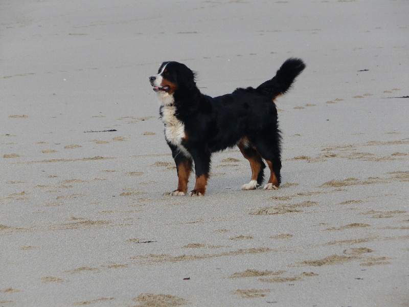 Publication : Faerwin's Tale Auteur : judichaël dufour