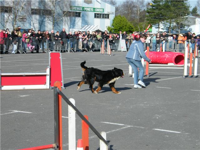 Publication : Faerwin's Tale Auteur : judichaël dufour