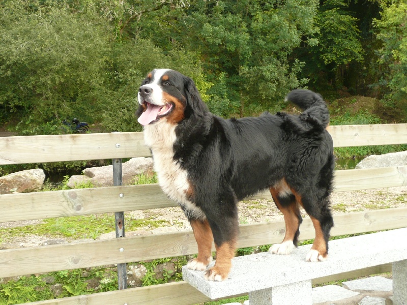 Publication : Faerwin's Tale Auteur : judichaël dufour