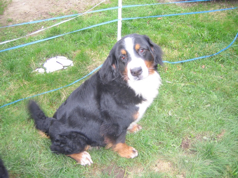 Publication : Faerwin's Tale Auteur : judichaël dufour