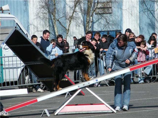 Publication : Faerwin's Tale Auteur : judichaël dufour