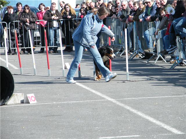 Publication : Faerwin's Tale Auteur : judichaël dufour