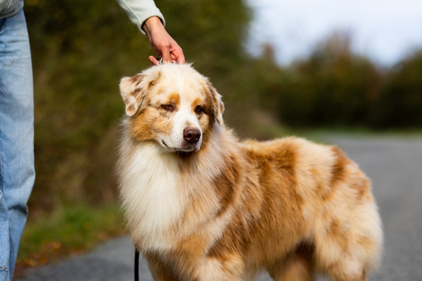 western command Yasenevy les dit snow