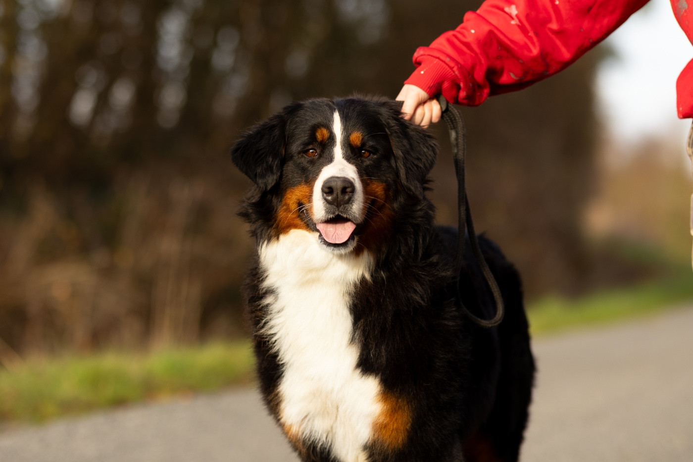 Ty boo de la Vallée de l'Hyrome