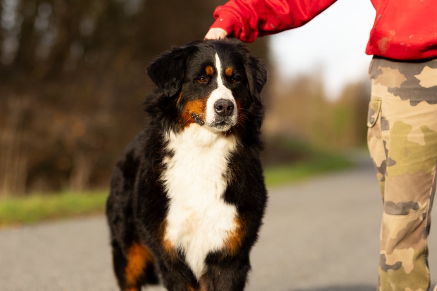 Ty boo de la Vallée de l'Hyrome