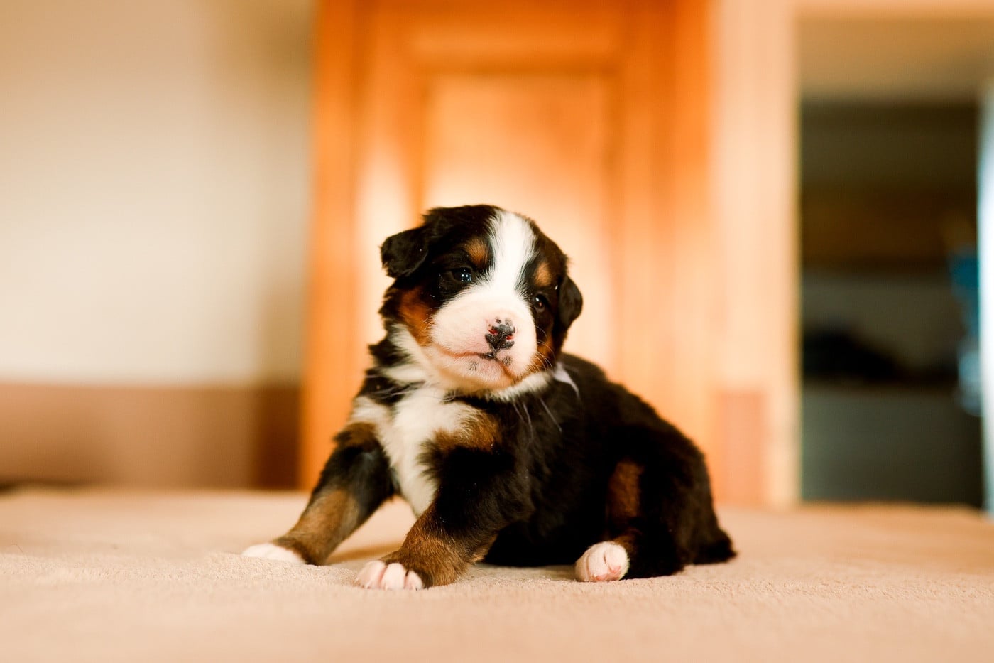 Bouvier Bernois - de la Vallée de l'Hyrome