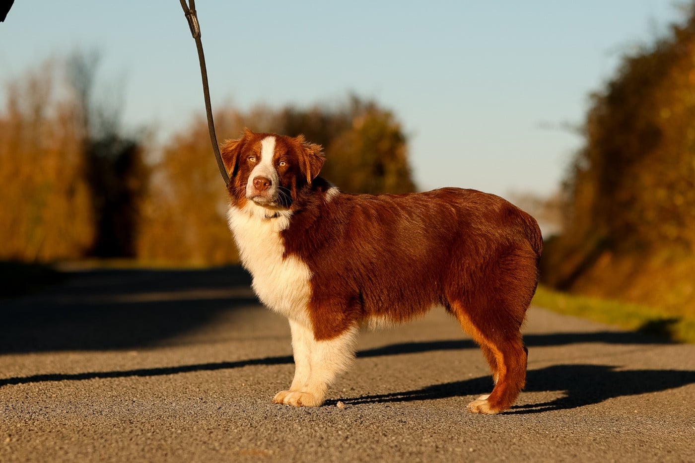 Berger Australien - de la Vallée de l'Hyrome
