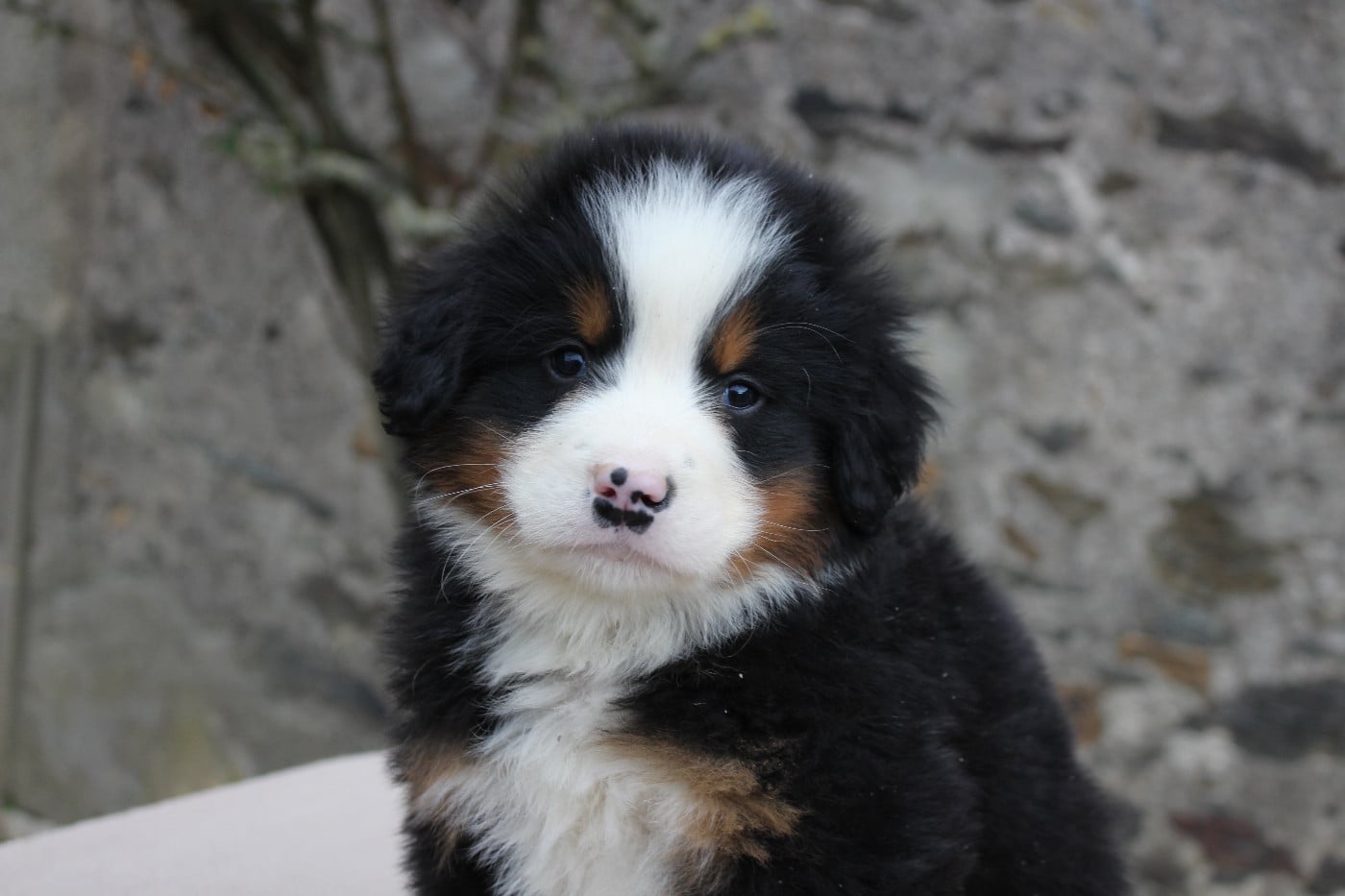 Bouvier Bernois - de la Vallée de l'Hyrome