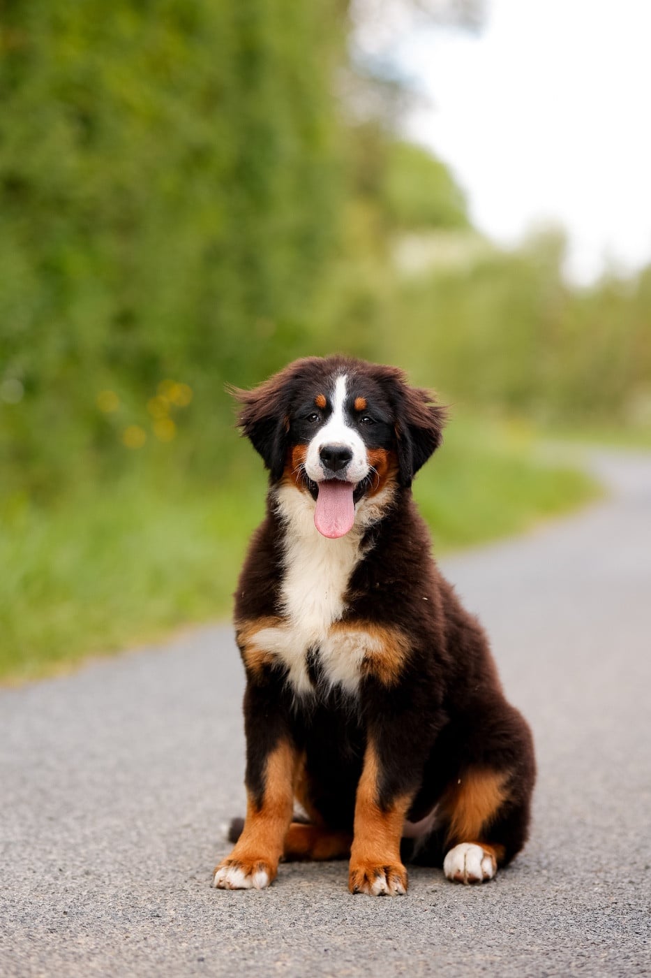 Bouvier Bernois - de la Vallée de l'Hyrome