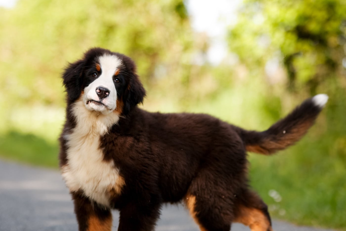 Bouvier Bernois - de la Vallée de l'Hyrome