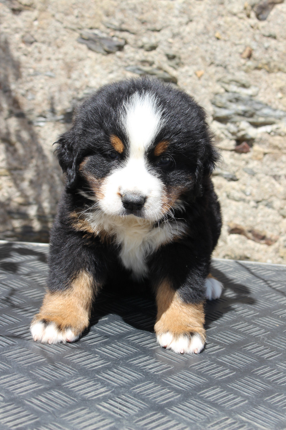 CHIOT 1