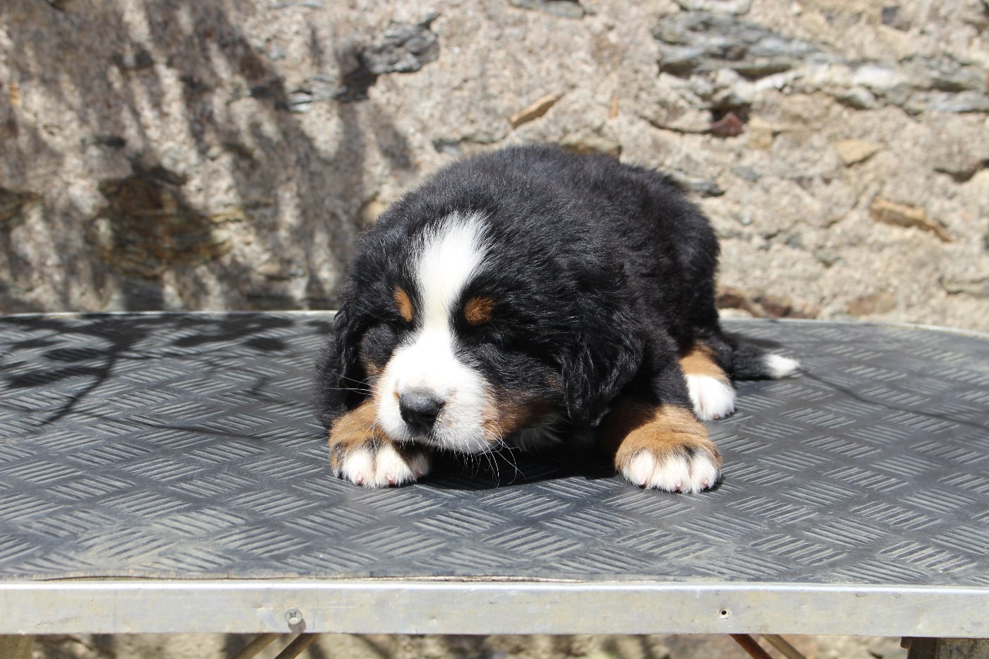 CHIOT 1