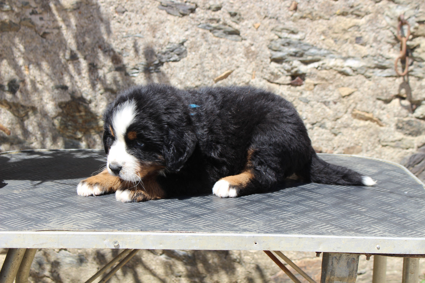 CHIOT 1