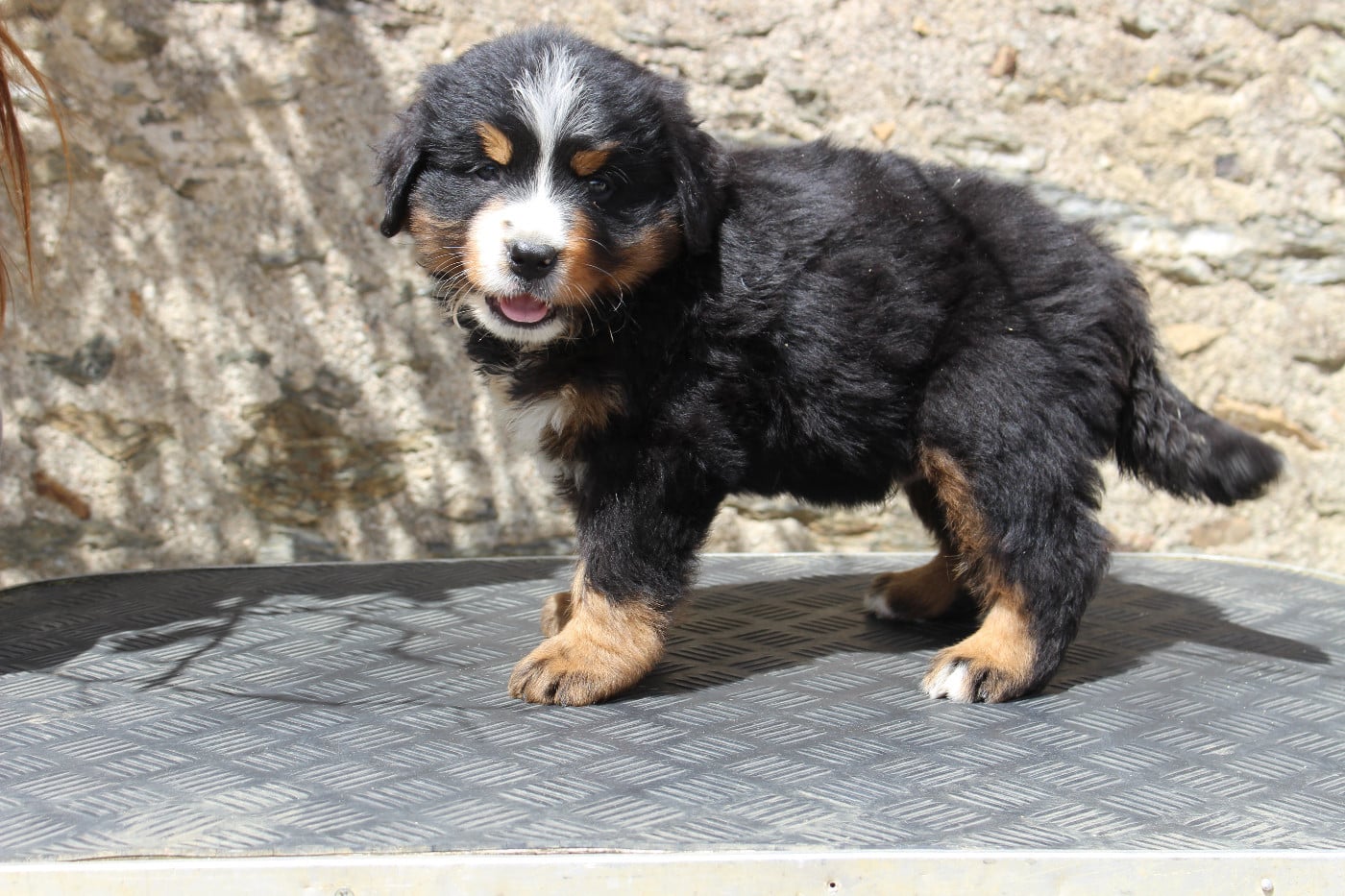 CHIOT 2