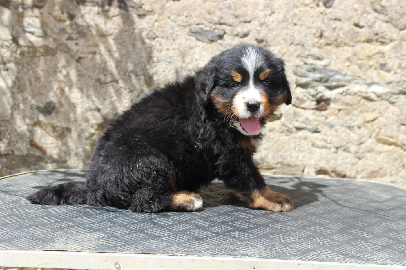 CHIOT 2