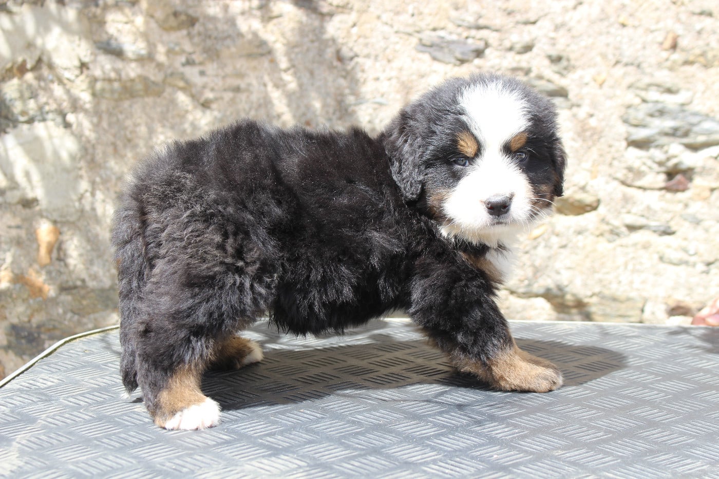 CHIOT 3