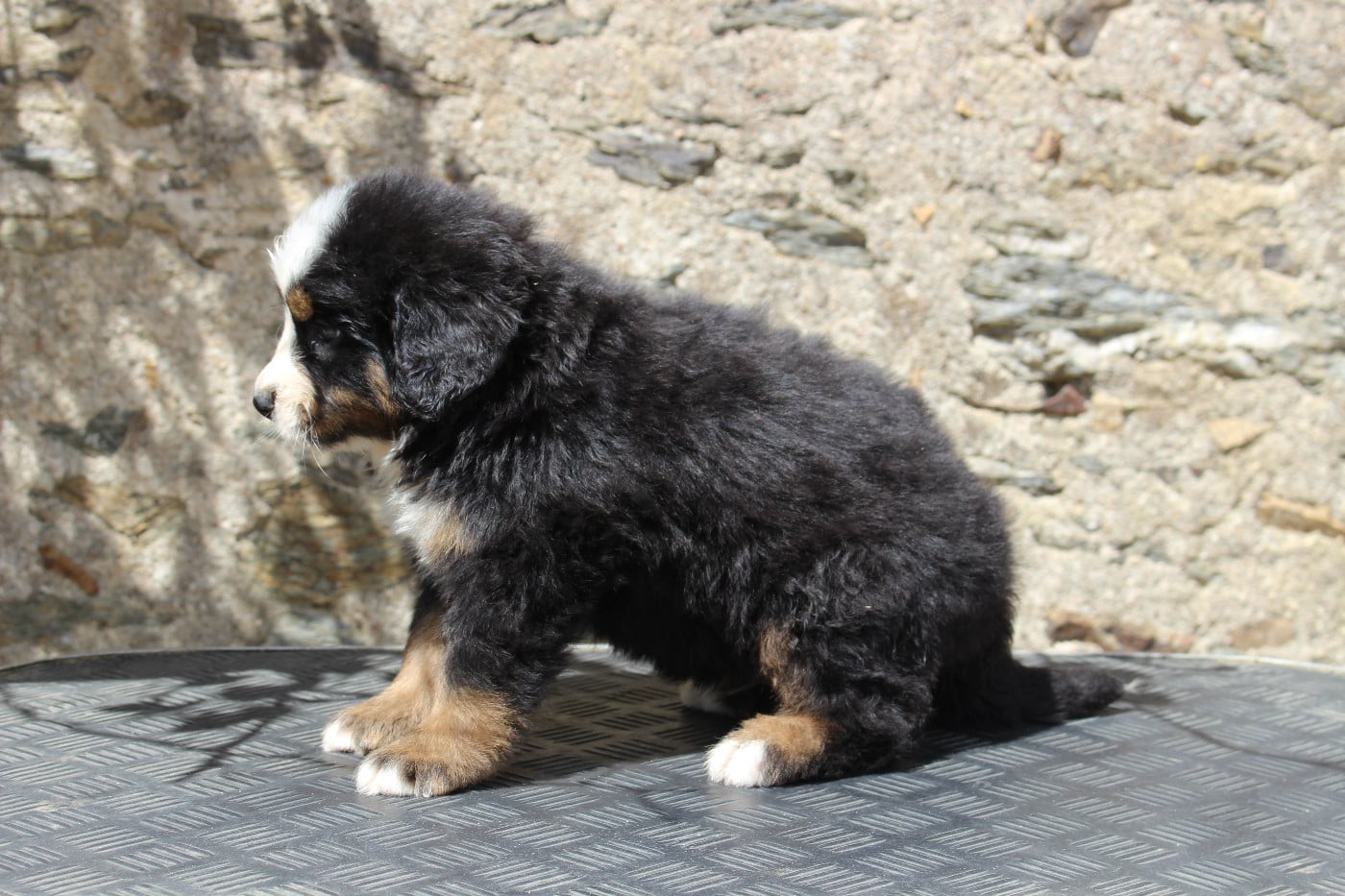 CHIOT 3