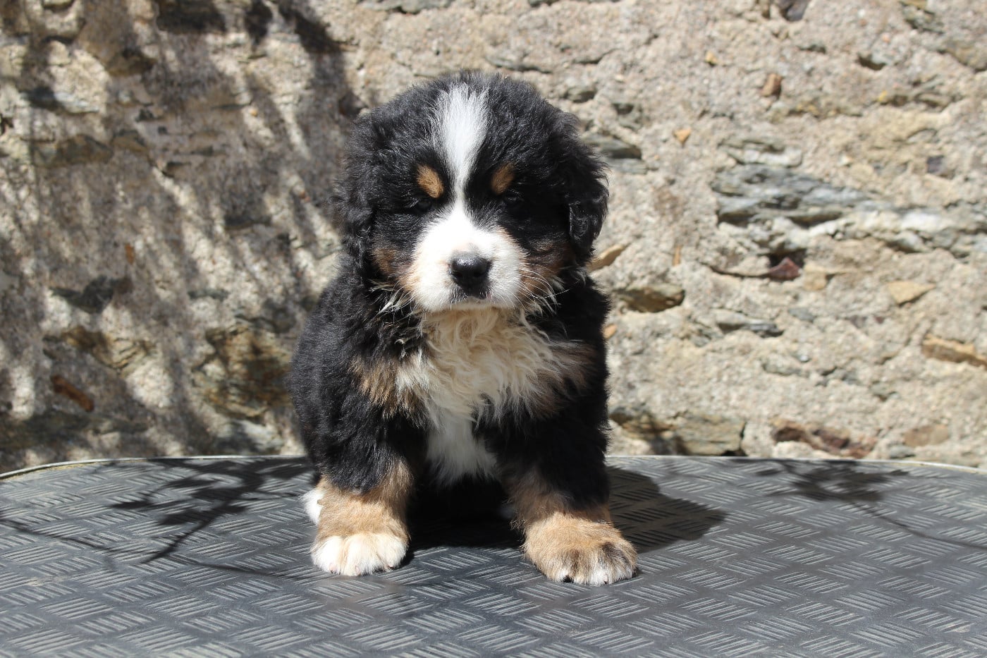 CHIOT 4