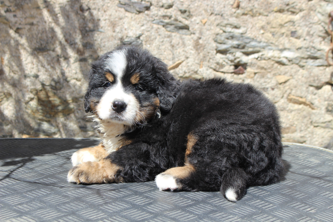 CHIOT 4