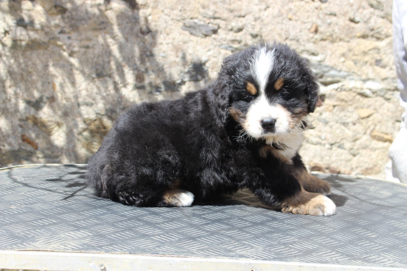 CHIOT 4