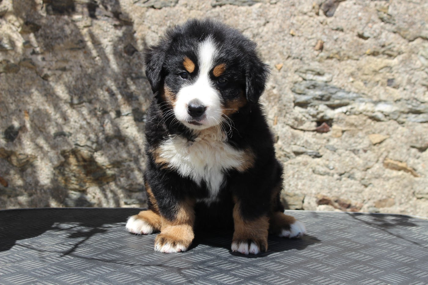 CHIOT 5